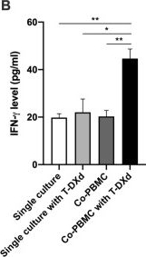 Fig.5.B showing Enzyme-linked immunosorbent assay from the publication: The effects of T-DXd on the expression of HLA class I and chemokines CXCL9/10/11 in HER2-overexpressing gastric cancer cells.