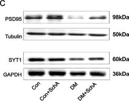 Fig.3.C showing Western Blotting in a Rattus norvegicus (Rat) sample from the publication: Schisandrin A ‌ameliorates the diabetes-associated memory impairment by alleviating inflammation and ferroptosis.