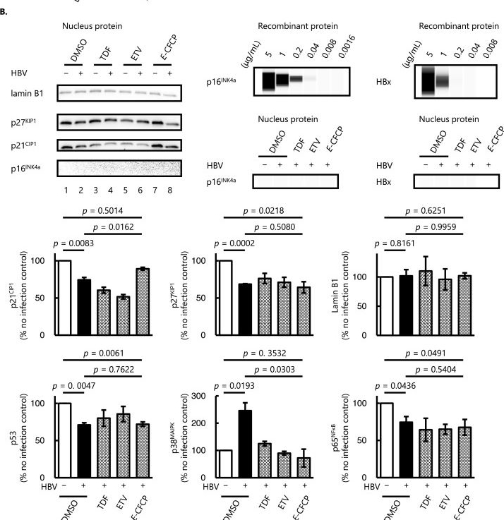 Fig.2.B from the publication: A novel anti-HBV agent, E-CFCP, restores Hepatitis B virus (HBV)-induced senescence-associated cellular marker perturbation in human hepatocytes.