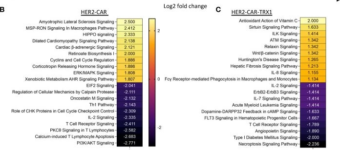 Fig.7.B in a Homo sapiens (Human) sample from the publication: Expression of TRX1 optimizes the antitumor functions of human CAR T cells and confers resistance to a pro-oxidative tumor microenvironment.