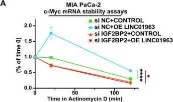 Fig.7.A from the publication: LINC01963 promotes pancreatic ductal adenocarcinoma proliferation via METTL3/IGF2BP2 axis-mediated m⁶A modification of c-Myc.