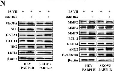 Fig.5.N showing Western Blotting from the publication: Paris saponin VII reverses resistance to PARP inhibitors by regulating ovarian cancer tumor angiogenesis and glycolysis through the RORα/ECM1/VEGFR2 signaling axis.