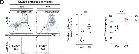 Fig.2.D showing Flow cytometry/Cell sorting in a Homo sapiens (Human) sample from the publication: KITENIN-CCL20 axis is a potential therapeutic target for modulating immunosuppressive tumor microenvironment in glioblastoma.