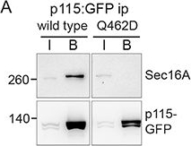 Fig.4.A showing Western Blotting in a Rattus norvegicus (Rat) sample from the publication: The Golgi vesicle tether p115 can bind directly to the ER exit site organiser Sec16A.