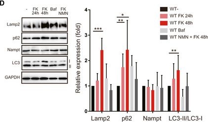 Fig.4.D showing Western Blotting from the publication: Mitochondrial translation deficiency impairs NAD+ -mediated lysosomal acidification.