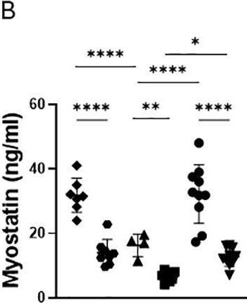 Fig.1.B showing Enzyme-linked immunosorbent assay in a Mus musculus (House mouse) sample from the publication: A myostatin inhibitory antibody combined with insulin, partially rescues the musculoskeletal phenotype of female insulin-deficient diabetic mice.