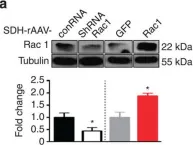 Fig.4.A showing Western Blotting from the publication: A role for Kalirin-7 in nociceptive sensitization via activity-dependent modulation of spinal synapses.