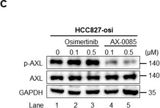 Fig.2.C showing Western Blotting in a Homo sapiens (Human) sample from the publication: A Multikinase Inhibitor AX-0085 Blocks FGFR1 Activation to Overcomes Osimertinib Resistance in Non-Small Cell Lung Cancer.