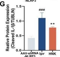 Fig.5.G from the publication: Honokiol suppresses the aberrant interactions between renal resident macrophages and tubular epithelial cells in lupus nephritis through the NLRP3/IL-33/ST2 axis.