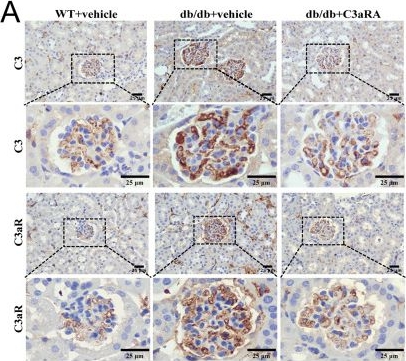 Fig.1.A showing Immunohistochemistry in a Mus musculus (House mouse) sample from the publication: Pharmacological targeting of C3aR modulates mesangial matrix deposition in db/db mice.