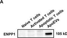 Fig.5.A showing Western Blotting in a Mus musculus (House mouse) sample from the publication: T Cell-Derived Apoptotic Extracellular Vesicles Hydrolyze cGAMP to Alleviate Radiation Enteritis via Surface Enzyme ENPP1.