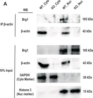 Fig.1.A showing Western Blotting in a Mus musculus (House mouse) sample from the publication: β-actin dependent chromatin remodeling mediates compartment level changes in 3D genome architecture.