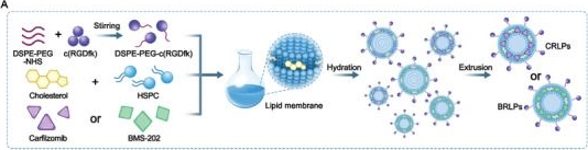 Fig.7.A from the publication: Targeted Delivery of c(RGDfk)-Modified Liposomes to Bone Marrow Through In Vivo Hitchhiking Neutrophils for Multiple Myeloma Therapy.