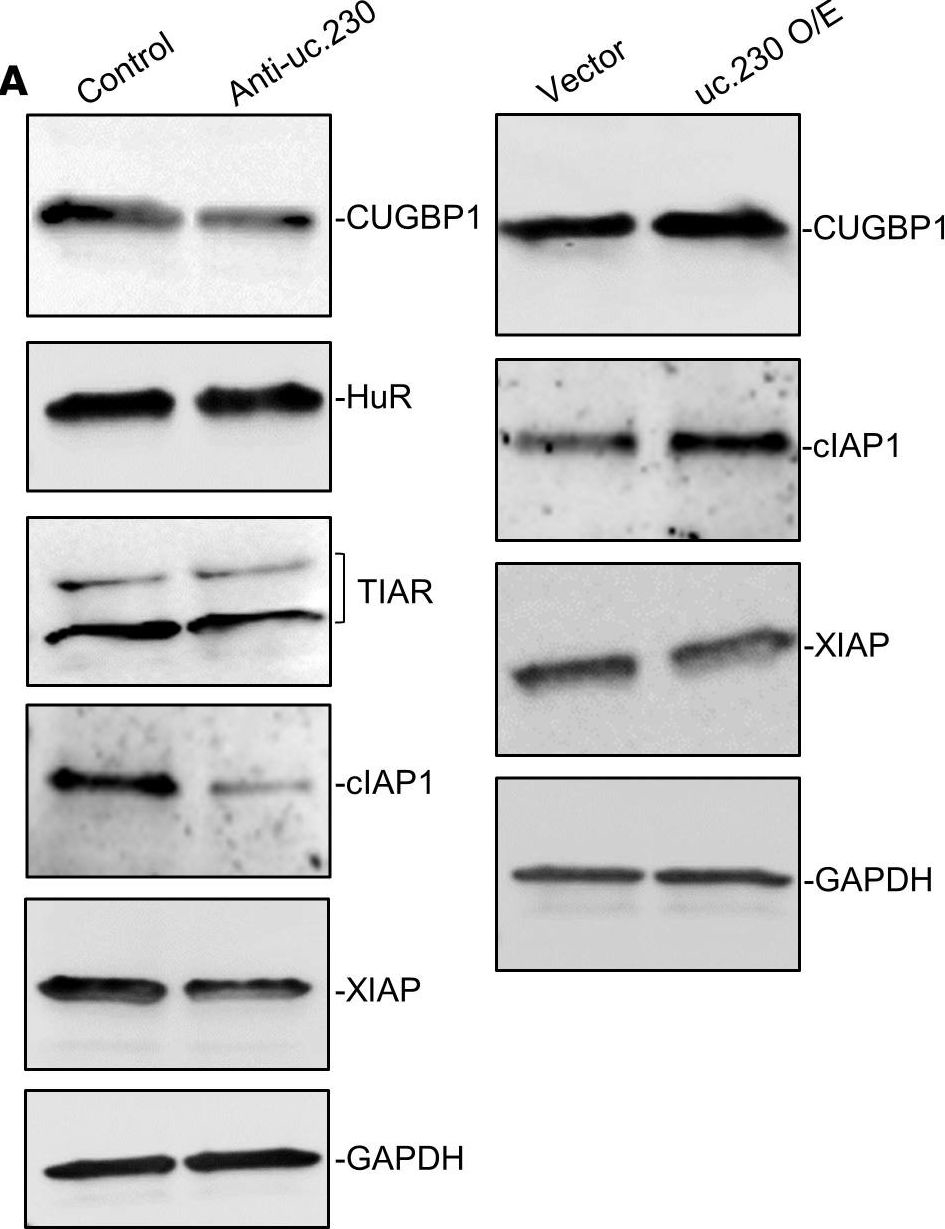 Fig.8.A showing Western Blotting from the publication: Long noncoding RNA uc.230/CUG-binding protein 1 axis sustains intestinal epithelial homeostasis and response to tissue injury.