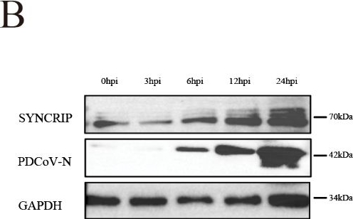 Fig.5.B showing Western Blotting in a Homo sapiens (Human) sample from the publication: A comprehensive PDCoV-host proteome interaction map reveals potential antiviral targets.
