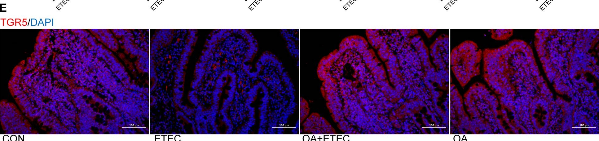 Fig.3.E showing Immunohistochemistry-immunofluorescence in a Sus scrofa domesticus (Domestic pig) sample from the publication: Oleanolic acid improved intestinal immune function by activating and potentiating bile acids receptor signaling in E. coli-challenged piglets.