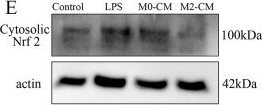 Fig.4.E showing Western Blotting from the publication: M2 macrophage-derived exosomes improves secondary lymphedema through cellular mitochondrial homeostasis regulation via the Keap1-Nrf2/mPTP axis.