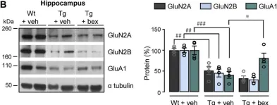 Fig.1.B showing Western Blotting in a Rattus norvegicus (Rat) sample from the publication: Sex-regulated gene dosage effect of PPARα on synaptic plasticity.