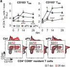 Fig.3.A showing Flow cytometry/Cell sorting in a Mus musculus (House mouse) sample from the publication: Suppression of mucosal Th17 memory responses by acellular pertussis vaccines enhances nasal Bordetella pertussis carriage.