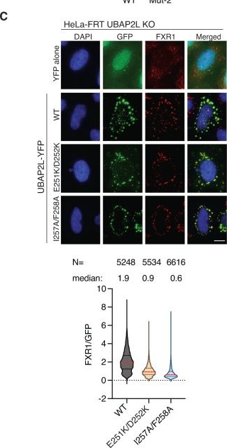 Fig.5.C showing Immunocytochemistry-immunofluorescence in a Homo sapiens (Human) sample from the publication: The NSP3 protein of SARS-CoV-2 binds fragile X mental retardation proteins to disrupt UBAP2L interactions.