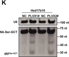 Fig.3.K showing Western Blotting in a Mus musculus (House mouse) sample from the publication: RNase P generated tRFSer-GCT promotes fat storage in adipocytes via Adrb2 signaling.
