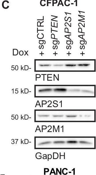 Fig.2.C showing Western Blotting in a Homo sapiens (Human) sample from the publication: The essential clathrin adapter protein complex-2 is tumor suppressive specifically in vivo.