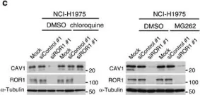 Fig.2.C showing Western Blotting in a Homo sapiens (Human) sample from the publication: ROR1 sustains caveolae and survival signalling as a scaffold of cavin-1 and caveolin-1.