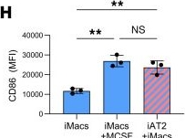 Fig.1.H from the publication: Macrophages orchestrate antiviral defense and epithelial repair in a human iPSC-derived alveolar air-liquid interface.
