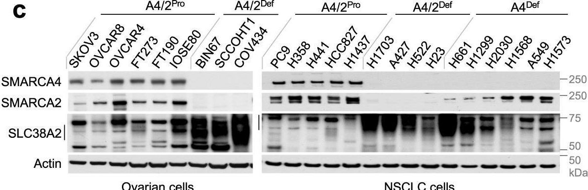 Fig.5.C showing Western Blotting from the publication: Alanine supplementation exploits glutamine dependency induced by SMARCA4/2-loss.