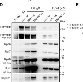 Fig.6.D showing Western Blotting in a Rattus norvegicus (Rat) sample from the publication: Mutant Huntingtin stalls ribosomes and represses protein synthesis in a cellular model of Huntington disease.