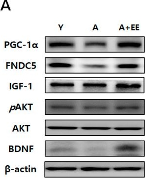 Fig.5.A showing Western Blotting from the publication: Environmental Enrichment Attenuates Aging-Induced BBB Disruption and Cognitive Impairment with Activation of FNDC5/Irisin Signaling.