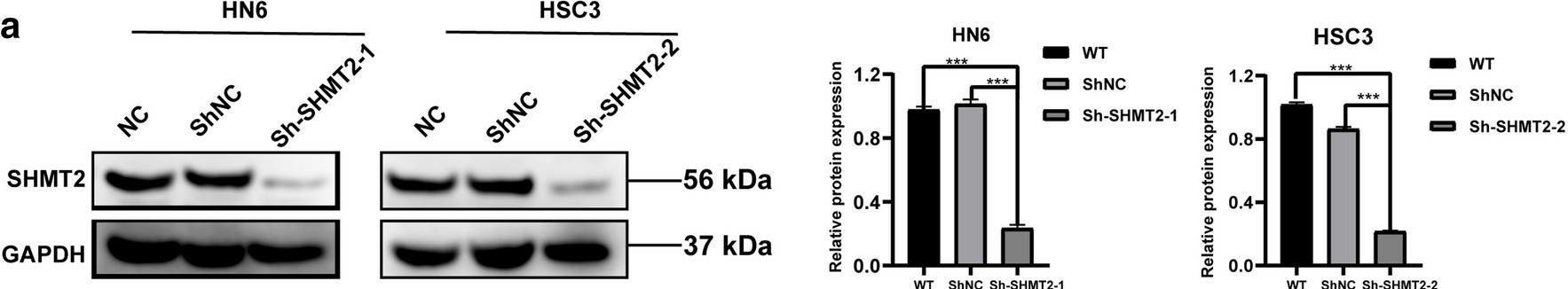 Fig.6.A showing Western Blotting in a Homo sapiens (Human) sample from the publication: Silencing SHMT2 inhibits the progression of tongue squamous cell carcinoma through cell cycle regulation.
