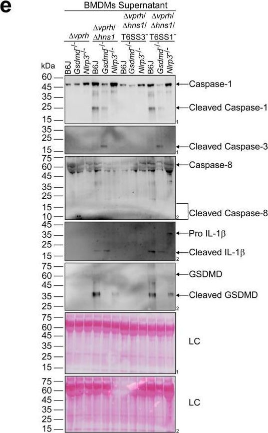 Fig.4.E showing Western Blotting from the publication: Post-phagocytosis activation of NLRP3 inflammasome by two novel T6SS effectors.