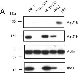 Fig.1.A showing Western Blotting from the publication: The MYO1F interactome reveals ASAP1, CD2AP and SH3KBP1 as novel adaptor proteins in podosomes and phagosomes.