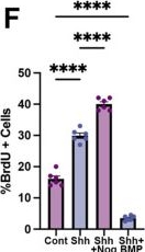 Fig.3.F from the publication: Neuronal Primary Cilia Mediate Noggin Release to Enable Extracellular Signaling.