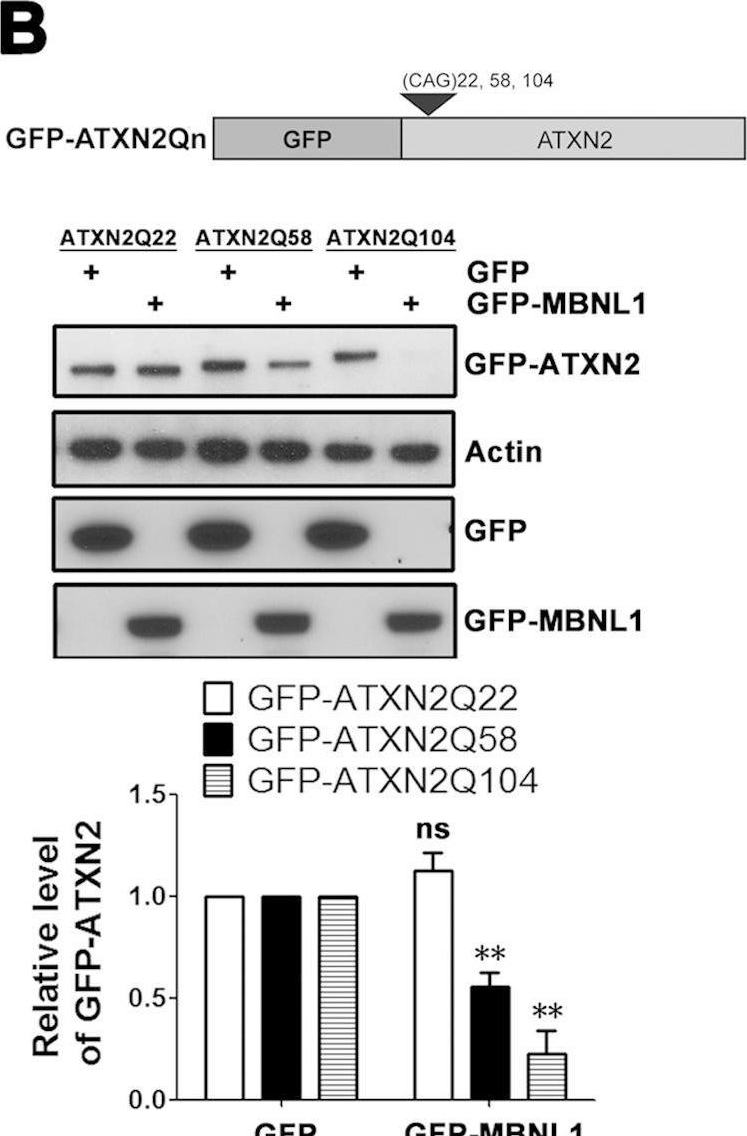 Fig.7.B showing Western Blotting in a Homo sapiens (Human) sample from the publication: Nuclear retention of full-length HTT RNA is mediated by splicing factors MBNL1 and U2AF65.