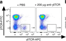 Fig.7.A showing Flow cytometry/Cell sorting in a Mus musculus (House mouse) sample from the publication: Obesity exacerbates colitis-associated cancer via IL-6-regulated macrophage polarisation and CCL-20/CCR-6-mediated lymphocyte recruitment.