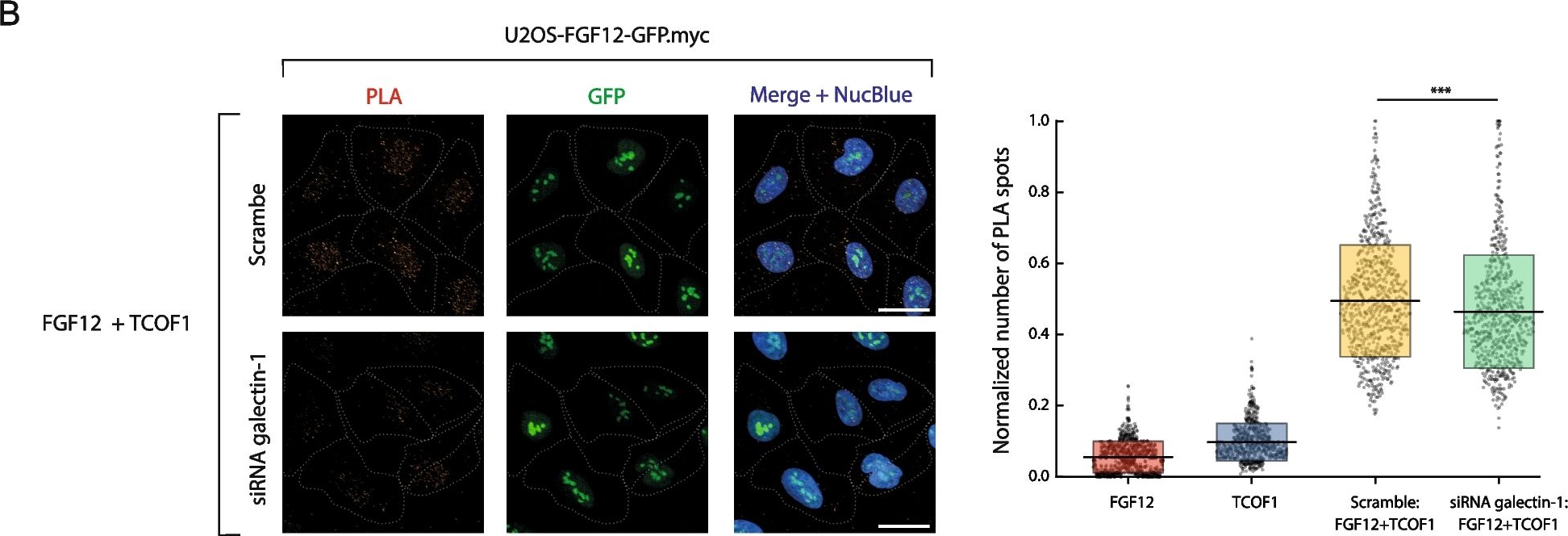 Fig.4.B showing Immunocytochemistry-immunofluorescence in a Homo sapiens (Human) sample from the publication: The intracellular interplay between galectin-1 and FGF12 in the assembly of ribosome biogenesis complex.