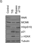 Fig.7.G showing Western Blotting from the publication: Cellular senescence limits translational readthrough.