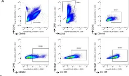 Fig.5.A showing Flow cytometry/Cell sorting from the publication: Transcriptomics and translatomics identify a robust inflammatory gene signature in brain endothelial cells after ischemic stroke.
