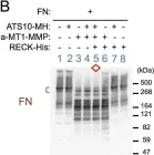 Fig.4.B showing Western Blotting from the publication: The RECK tumor-suppressor protein binds and stabilizes ADAMTS10.