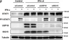 Fig.5.F showing Western Blotting in a Homo sapiens (Human) sample from the publication: IFN-λ4 potently blocks IFN-α signalling by ISG15 and USP18 in hepatitis C virus infection.
