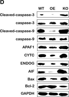 Fig.5.D showing Western Blotting in a Homo sapiens (Human) sample from the publication: Emodin Induced SREBP1-Dependent and SREBP1-Independent Apoptosis in Hepatocellular Carcinoma Cells.