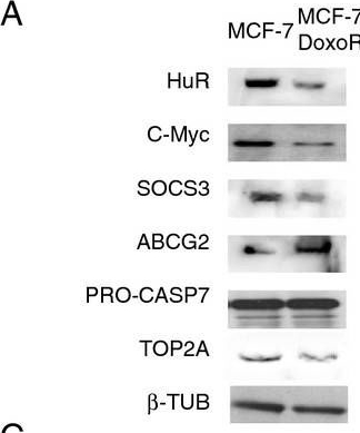Fig.6.A showing Western Blotting in a Homo sapiens (Human) sample from the publication: Downregulation of HuR as a new mechanism of doxorubicin resistance in breast cancer cells.