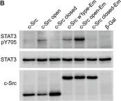 Fig.1.B showing Western Blotting from the publication: Tyrosine 416 is phosphorylated in the closed, repressed conformation of c-Src.
