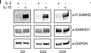 Fig.1.I showing Western Blotting in a Homo sapiens (Human) sample from the publication: Heterogeneity of Latency Establishment in the Different Human CD4+ T Cell Subsets Stimulated with IL-15.