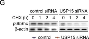 Fig.4.G showing Western Blotting from the publication: USP15 regulates p66Shc stability associated with Drp1 activation in liver ischemia/reperfusion.