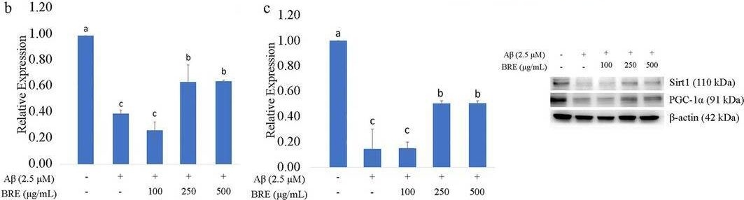 Fig.2.B showing Western Blotting from the publication: Neuroprotective Effects of Black Raspberry Extract Against β-Amyloid-Induced Cytotoxicity in HT-22 Cells.