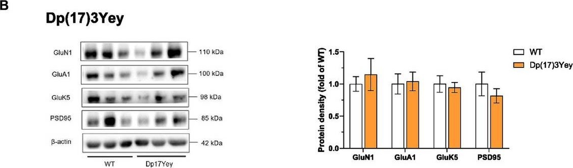 Fig.6.B showing Western Blotting in a Mus musculus (House mouse) sample from the publication: Dissecting the contribution of human chromosome 21 syntenic regions to recognition memory processes in adult and aged mouse models of Down syndrome.
