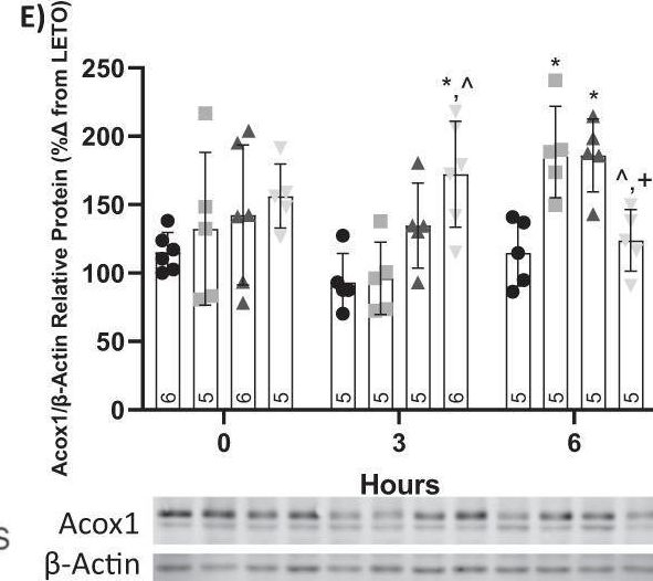 Fig.4.E showing Western Blotting in a Rattus norvegicus (Rat) sample from the publication: Chronic angiotensin receptor activation promotes hepatic triacylglycerol accumulation during an acute glucose challenge in obese-insulin-resistant OLETF rats.